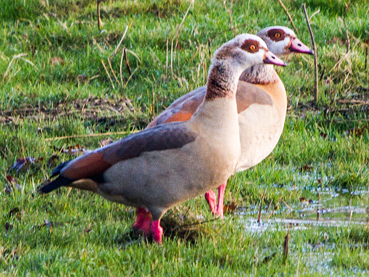 Egyptian Geese